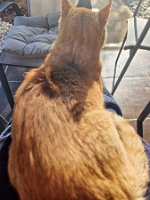 IMG-20250218-WA0001b