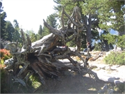 20080930Aletschgletscher_0012