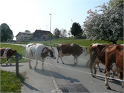 201_04_24-2011_04_29-Afoltern29